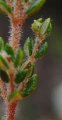 Erica hispidula hispidula