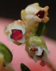 Erica hispidula hispidula