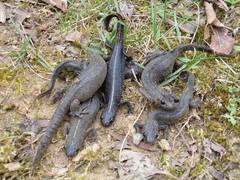 Triturus carnifex