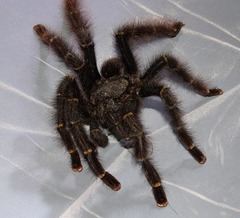 Avicularia rufa