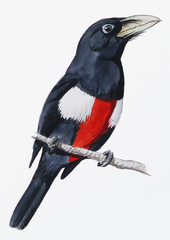 Black-Breasted Barbet photo 3