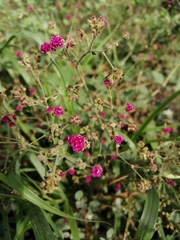 Boerhavia coccinea