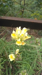 Linaria vulgaris