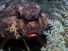 Ogcocephalus cubifrons