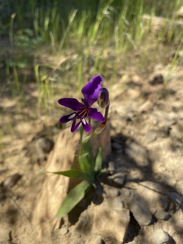 Sparaxis metelerkampiae