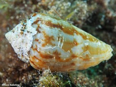 Conus guanche