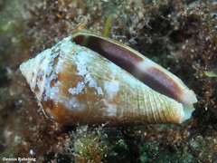 Conus guanche