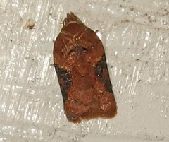 Acleris braunana