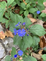 Ceratostigma plumbaginoides