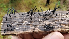 Xylaria longiana