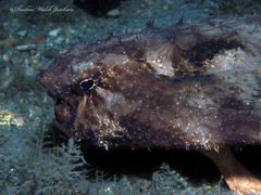 Ogcocephalus cubifrons