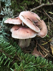 Pudorini