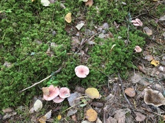 Pudorini