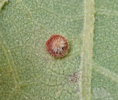 Neuroterus argentatus