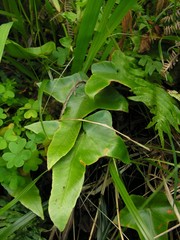 Asplenium hemionitis image