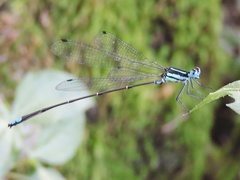 Caconeura ramburi