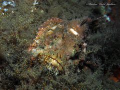 Scorpaena plumieri