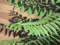 Ailanthus altissima