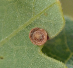 Neuroterus argentatus