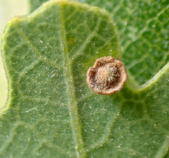 Neuroterus argentatus