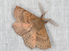 Anthela repleta