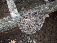 Erinaceus europaeus