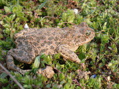 Bufotes viridis balearicus