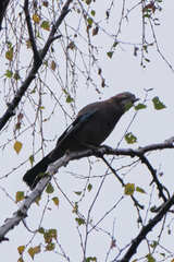 Garrulus glandarius
