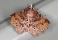 Rhinodia rostraria