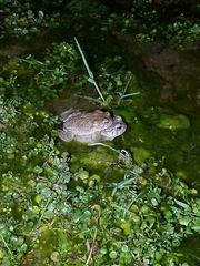 Anaxyrus microscaphus