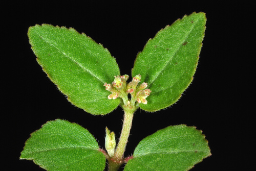 Euphorbia ophthalmica