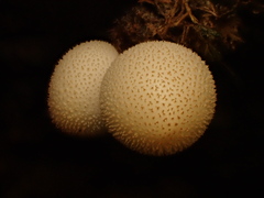Bryoperdon acuminatum