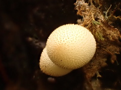 Bryoperdon acuminatum