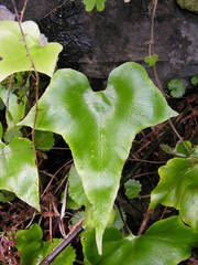 Asplenium hemionitis image