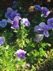 Viola × wittrockiana