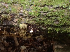 Bryoperdon acuminatum