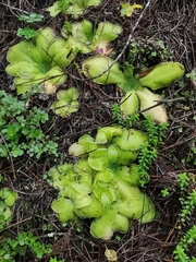 Pinguicula moranensis