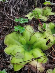 Pinguicula moranensis
