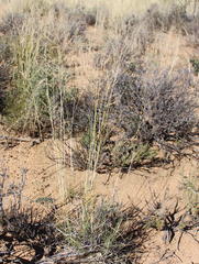 Aristida diffusa diffusa