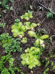 Pinguicula moranensis