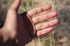 Aristida diffusa diffusa