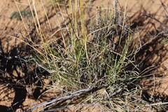 Aristida diffusa diffusa