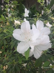 Rhododendron indicum