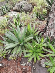 Agave xylonacantha
