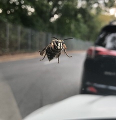 Dolichovespula maculata