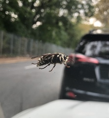 Dolichovespula maculata