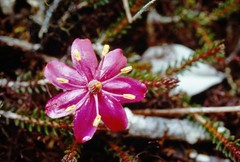 Ledothamnus sessiliflorus