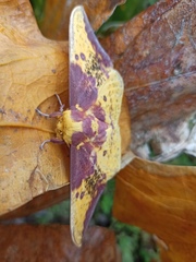 Eacles imperialis cacicus