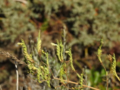 Nothobartsia asperrima