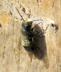 Osmia